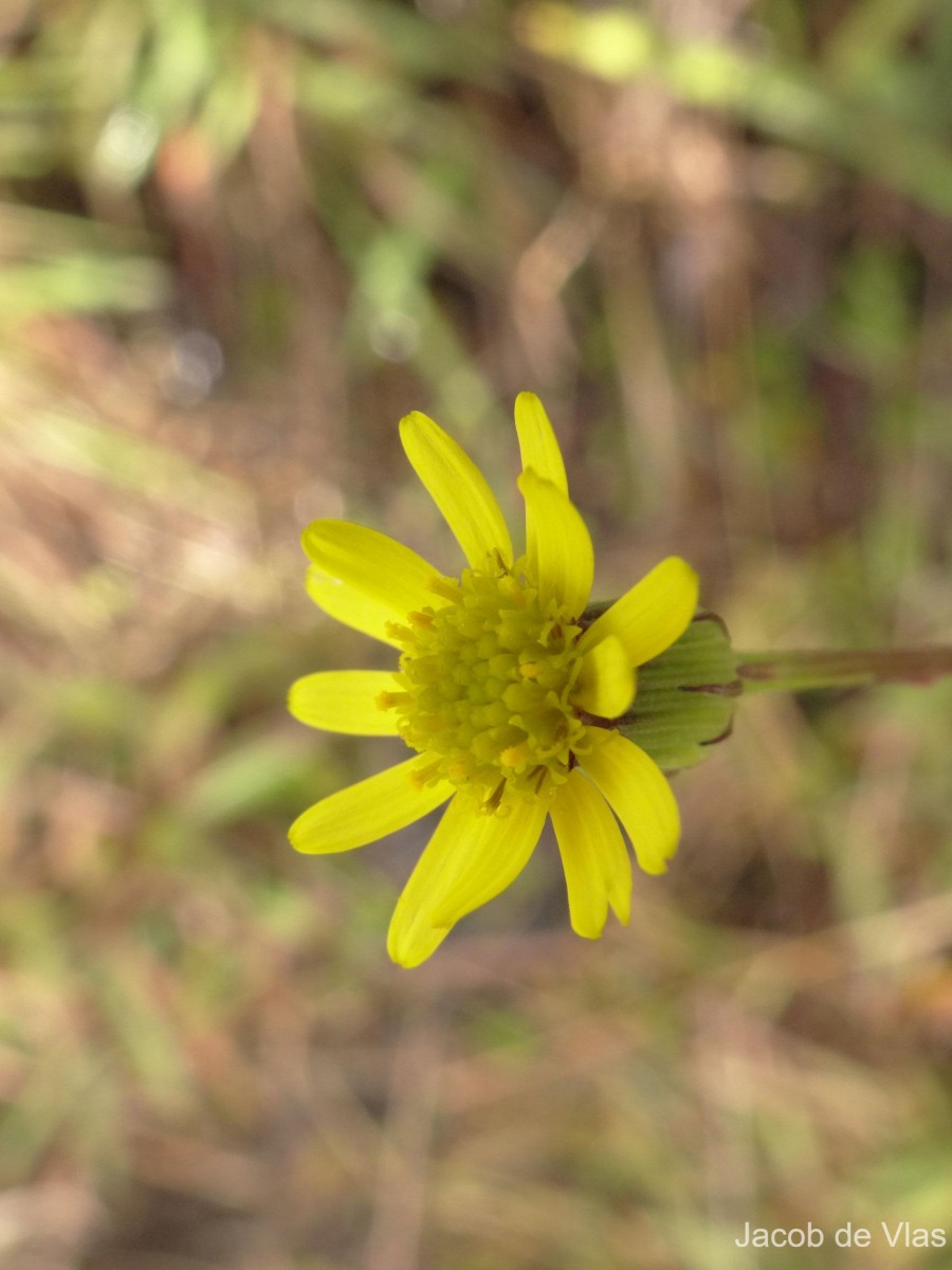 Senecio zeylanicus DC.